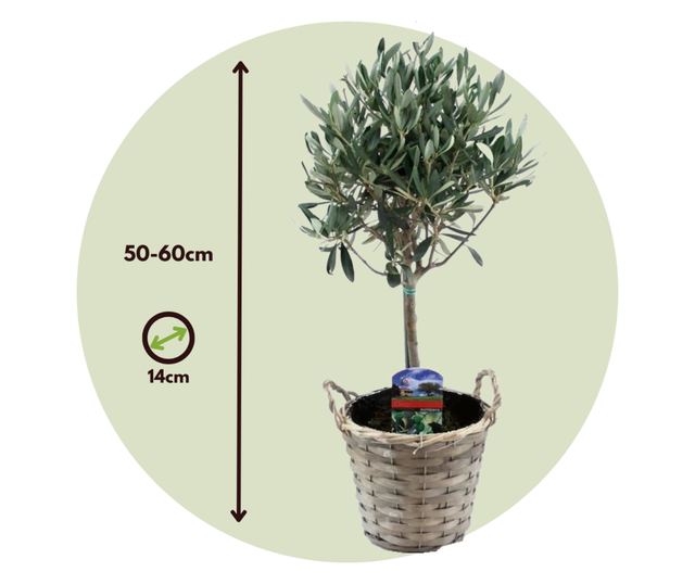 Olajfa - 2 db - Olea europaea - 50-60cm magas - ⌀14cm