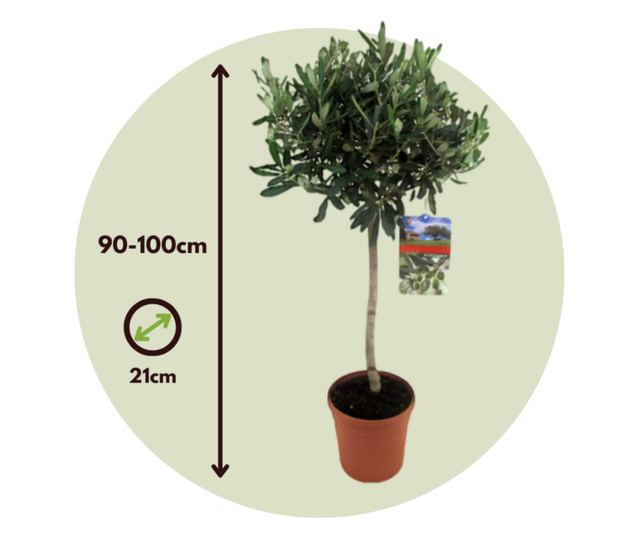 Olajfa - 2 db - Olea europaea - 90-100cm magas - ⌀21cm