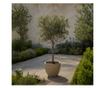 Olajfa - 2 db - Olea europaea - 90-100cm magas - ⌀21cm
