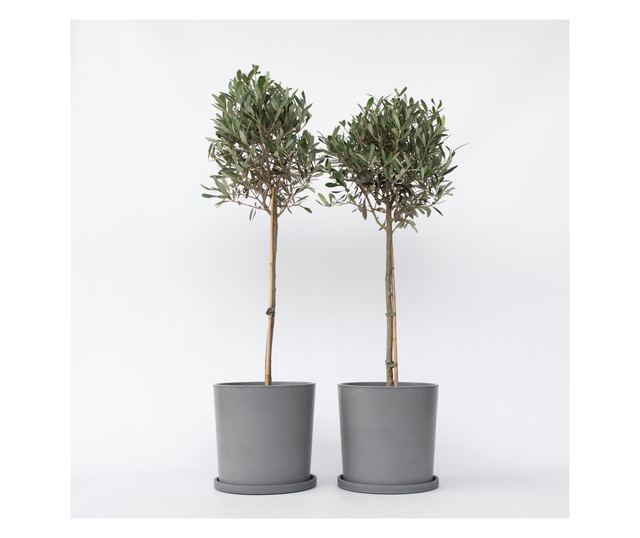 Olajfa - 2 db - Olea europaea - 90-100cm magas - ⌀21cm