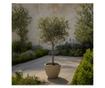 Olajfa - 2 db - Olea europaea - 50-60cm magas - ⌀14cm