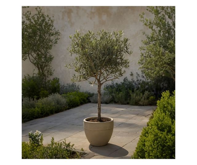 Olajfa - 2 db - Olea europaea - 50-60cm magas - ⌀14cm