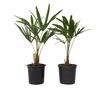 Kínai kenderpálma - 2 db - Trachycarpus Fortunei - 35-45cm magas - ⌀15cm
