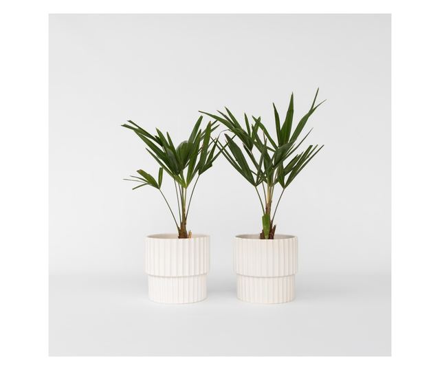 Kínai kenderpálma - 2 db - Trachycarpus Fortunei - 35-45cm magas - ⌀15cm