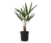 Kínai kenderpálma - 4 db - Trachycarpus Fortunei - 35-45cm magas - ⌀15cm