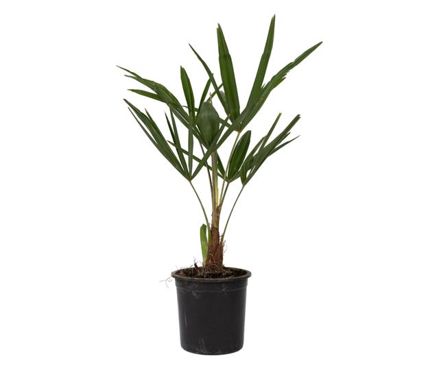 Kínai kenderpálma - 4 db - Trachycarpus Fortunei - 35-45cm magas - ⌀15cm
