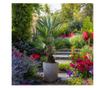 Kínai kenderpálma - 2 db - Trachycarpus Fortunei - 35-45cm magas - ⌀15cm