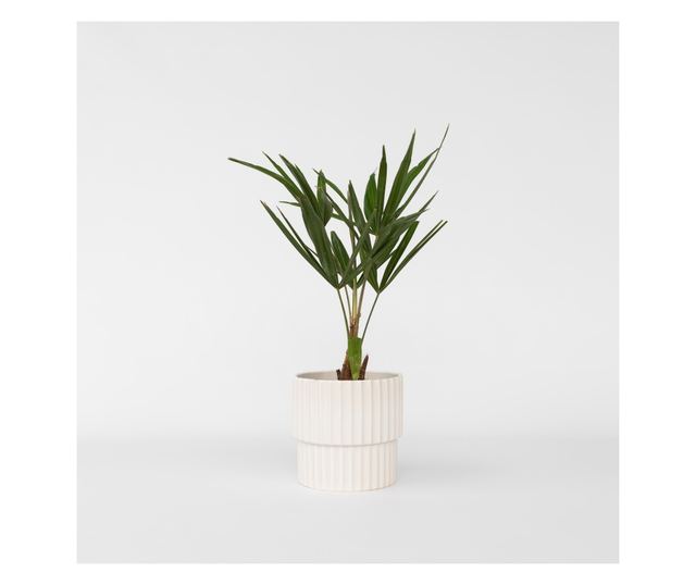 Kínai kenderpálma - 4 db - Trachycarpus Fortunei - 35-45cm magas - ⌀15cm