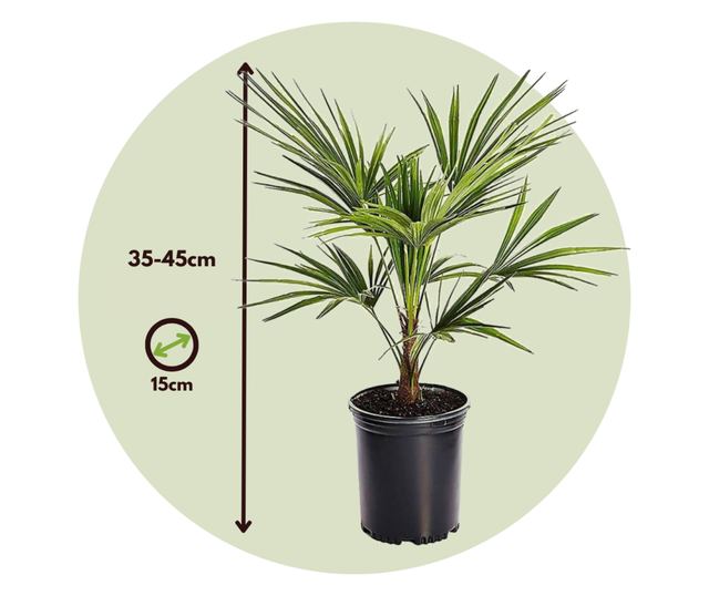Kínai kenderpálma - 2 db - Trachycarpus Fortunei - 35-45cm magas - ⌀15cm