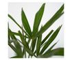 Kínai kenderpálma - 2 db - Trachycarpus Fortunei - 35-45cm magas - ⌀15cm