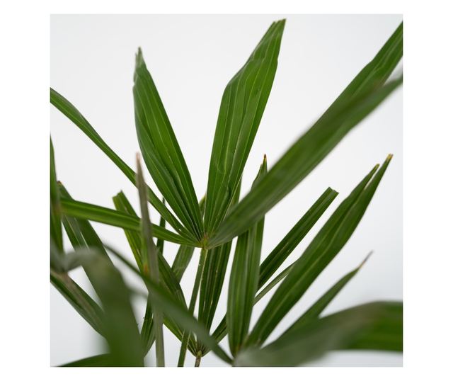 Kínai kenderpálma - 2 db - Trachycarpus Fortunei - 35-45cm magas - ⌀15cm