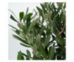 Olajfa - 2 db - Olea europaea - 50-60cm magas - ⌀14cm