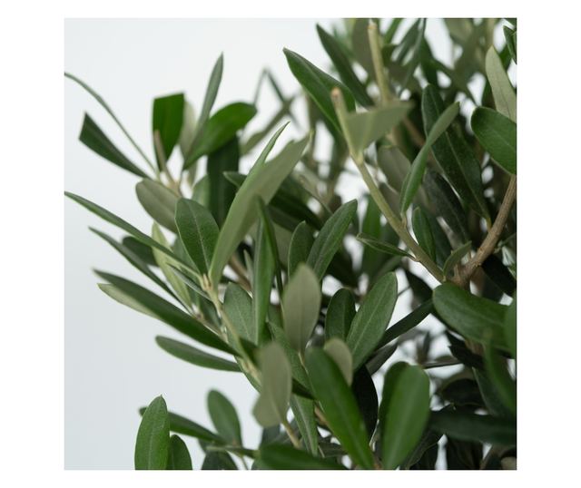 Olajfa - 2 db - Olea europaea - 50-60cm magas - ⌀14cm