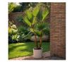 Mexikói Washington-pálma - 2 db - Washingtonia robusta - 50-60cm magas - ⌀15cm