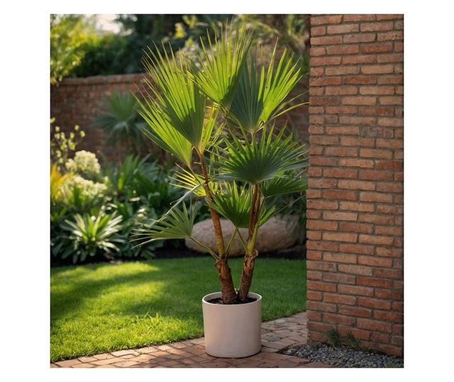 Mexikói Washington-pálma - 2 db - Washingtonia robusta - 50-60cm magas - ⌀15cm