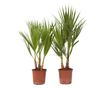 Mexikói Washington-pálma - 2 db - Washingtonia robusta - 50-60cm magas - ⌀15cm