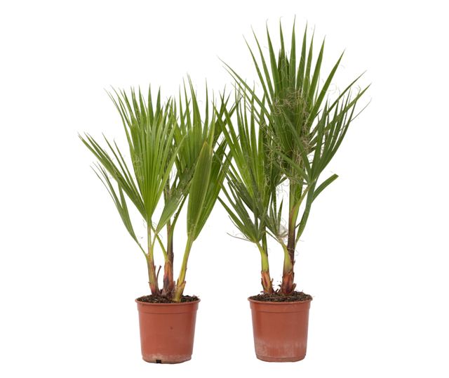 Mexikói Washington-pálma - 2 db - Washingtonia robusta - 50-60cm magas - ⌀15cm