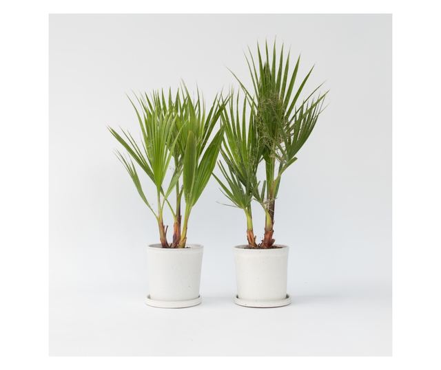 Mexikói Washington-pálma - 2 db - Washingtonia robusta - 50-60cm magas - ⌀15cm