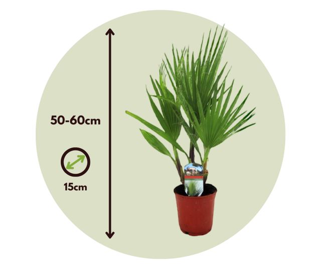 Mexikói Washington-pálma - 2 db - Washingtonia robusta - 50-60cm magas - ⌀15cm