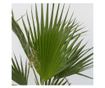 Mexikói Washington-pálma - 2 db - Washingtonia robusta - 50-60cm magas - ⌀15cm