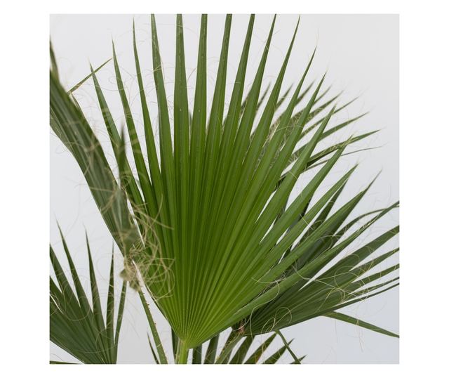 Mexikói Washington-pálma - 2 db - Washingtonia robusta - 50-60cm magas - ⌀15cm