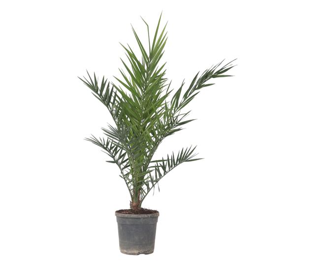 Palmierul Curmal - Phoenix canariensis - Înălţime 80-100cm - ⌀19cm - Vivre