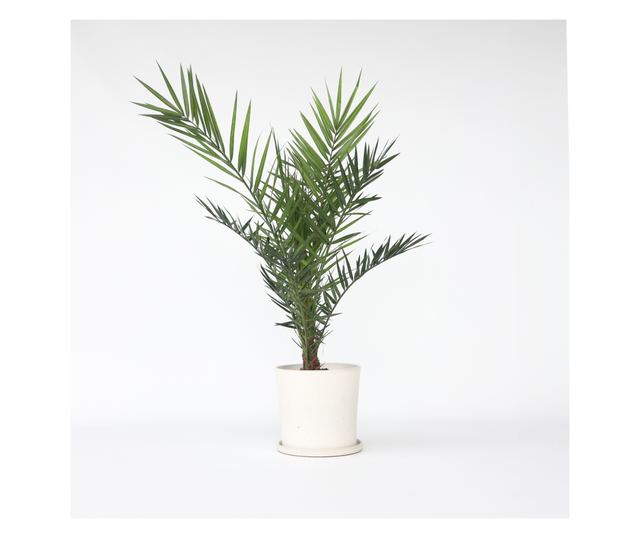 Palmierul Curmal - Phoenix canariensis - Înălţime 80-100cm - ⌀19cm - Vivre