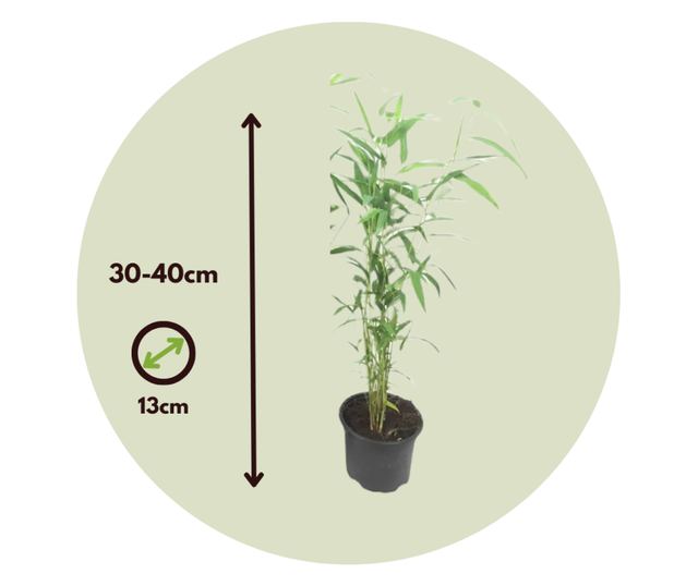 Bambusz - 2 db - Fargesia papyrifera 'Blue Dragon' - 30-40cm magas - ⌀13cm