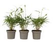 Bambus - 3 kom. - Fargesia scabrida 'Asian Wonder' - Visina 25-40cm - ⌀13cm