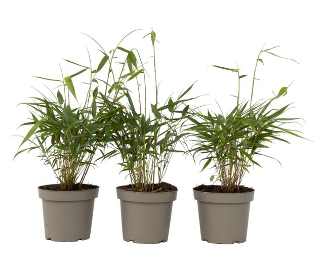Bambus - 3 kom. - Fargesia scabrida 'Asian Wonder' - Visina 25-40cm - ⌀13cm