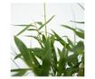 Bambus - 3 kom. - Fargesia scabrida 'Asian Wonder' - Visina 25-40cm - ⌀13cm