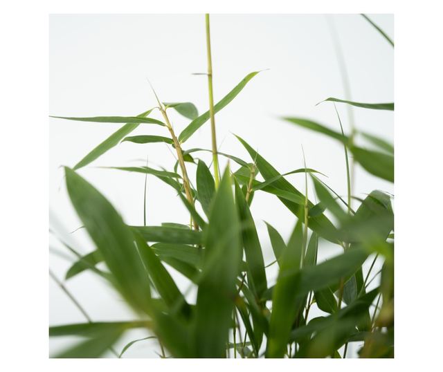 Bambus - 3 kom. - Fargesia scabrida 'Asian Wonder' - Visina 25-40cm - ⌀13cm