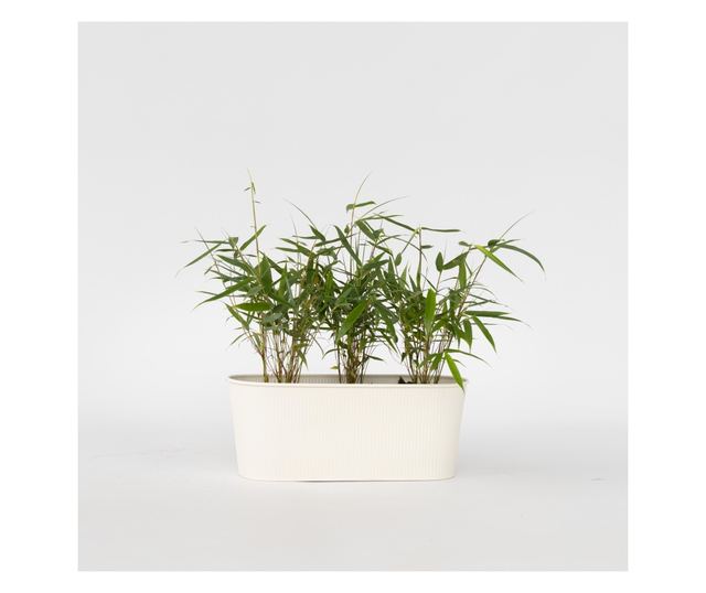 Bambus - 3 kom. - Fargesia scabrida 'Asian Wonder' - Visina 25-40cm - ⌀13cm