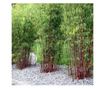 Bambus - 3 kom. - Fargesia scabrida 'Asian Wonder' - Visina 25-40cm - ⌀13cm