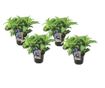 Hortenzia - 4 db - Hydrangea serrata 'Summerglow' - 25-40cm magas - ⌀19cm