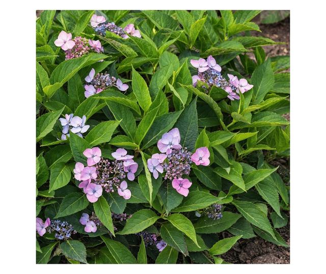 Hortenzia - Hydrangea serrata 'Magic Pillow' - 25-40cm magas - ⌀19cm