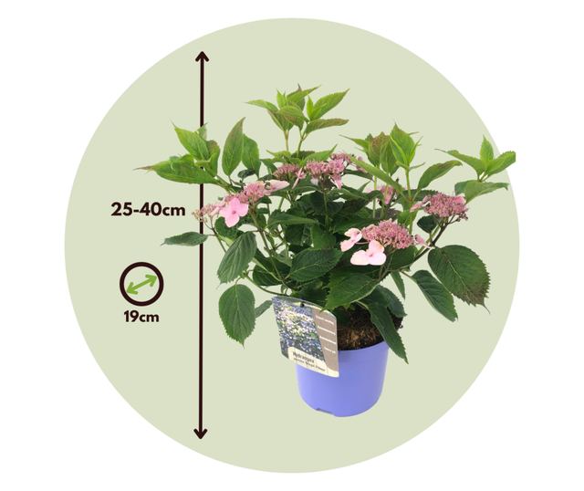 Hortenzia - Hydrangea serrata 'Magic Pillow' - 25-40cm magas - ⌀19cm