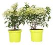 Hortenzia - 2 db - Hydrangea paniculata 'Bobo' - 25-40cm magas - ⌀19cm