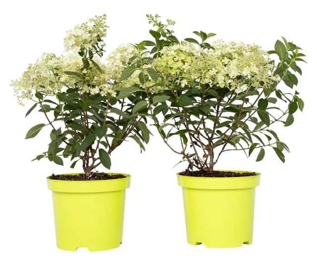 Hortenzia - 2 db - Hydrangea paniculata 'Bobo' - 25-40cm magas - ⌀19cm