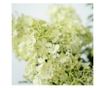 Hortenzia - 2 db - Hydrangea paniculata 'Bobo' - 25-40cm magas - ⌀19cm