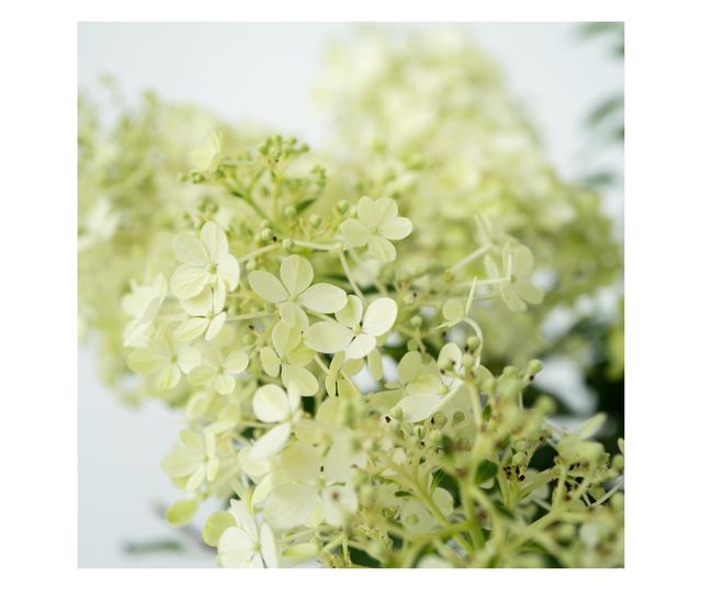 Hortenzia - 2 db - Hydrangea paniculata 'Bobo' - 25-40cm magas - ⌀19cm