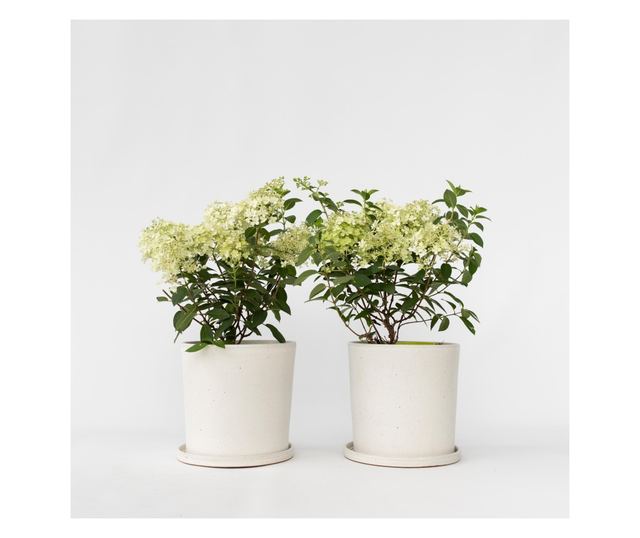 Hortenzia - 2 db - Hydrangea paniculata 'Bobo' - 25-40cm magas - ⌀19cm