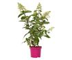 Hortenzia - Hydrangea paniculata 'Pinky Winky' - 25-40cm magas - ⌀19cm