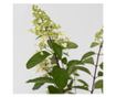 Hortenzia - Hydrangea paniculata 'Pinky Winky' - 25-40cm magas - ⌀19cm