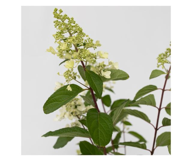 Hortenzia - Hydrangea paniculata 'Pinky Winky' - 25-40cm magas - ⌀19cm