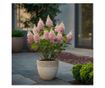 Hortenzia - Hydrangea paniculata 'Pinky Winky' - 25-40cm magas - ⌀19cm