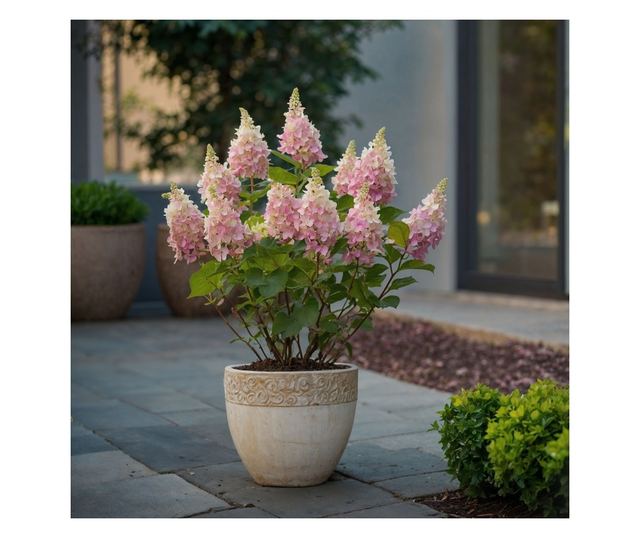 Hortenzia - Hydrangea paniculata 'Pinky Winky' - 25-40cm magas - ⌀19cm
