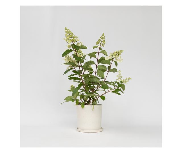 Hortenzia - Hydrangea paniculata 'Pinky Winky' - 25-40cm magas - ⌀19cm