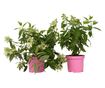Hortenzia - 2 db - Hydrangea paniculata 'Confetti' - 25-40cm magas - ⌀19cm