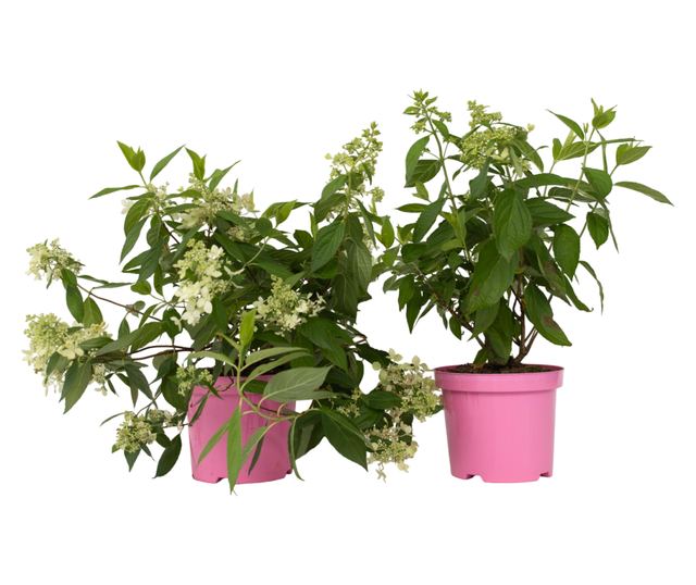 Hortenzia - 2 db - Hydrangea paniculata 'Confetti' - 25-40cm magas - ⌀19cm